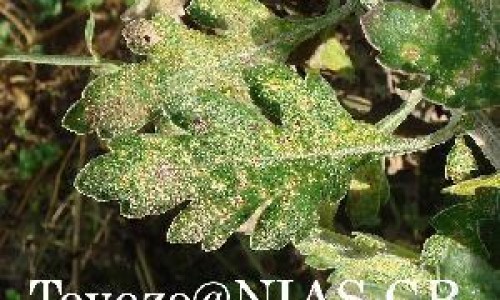 肾炎舒胶囊的说明书网—知名的肾炎舒片副作用与禁忌网站,分享肾炎舒片配方详解知识
